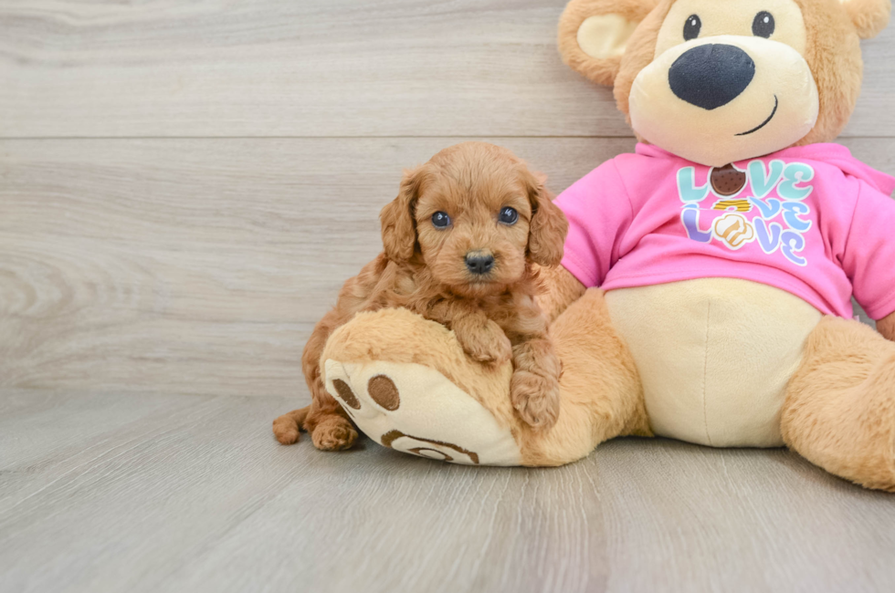 7 week old Cavapoo Puppy For Sale - Premier Pups