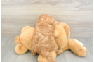 Cute Cavapoo Baby