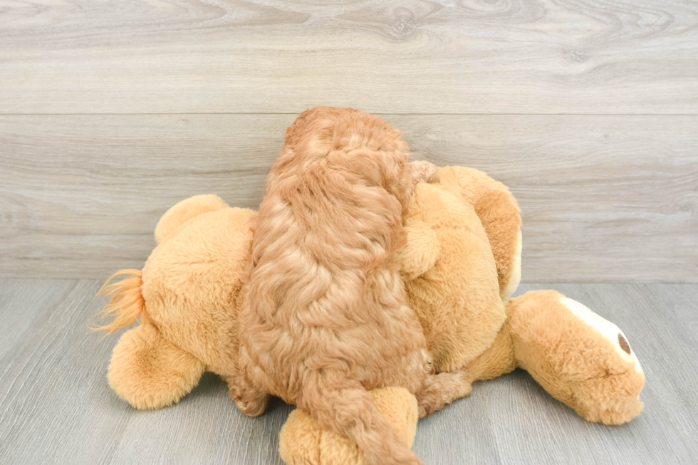 Cute Cavapoo Baby