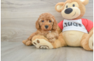 Cavapoo Puppy for Adoption
