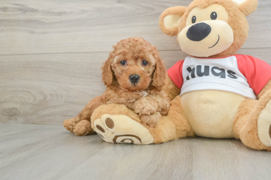 Cavapoo Puppy for Adoption