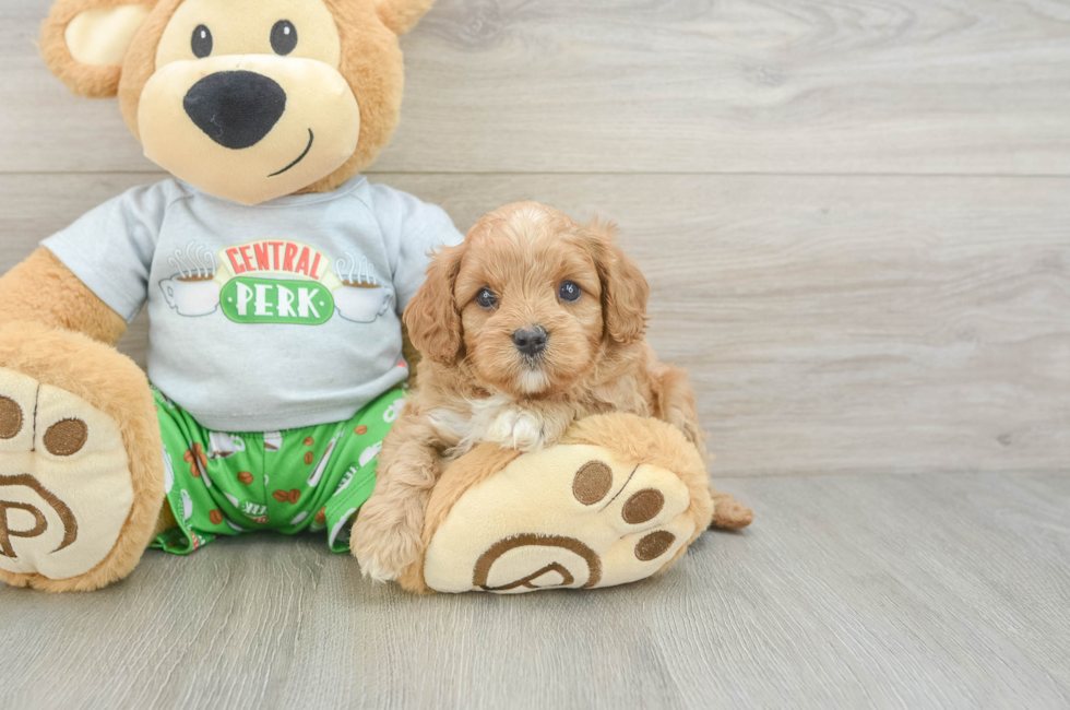 5 week old Cavapoo Puppy For Sale - Premier Pups