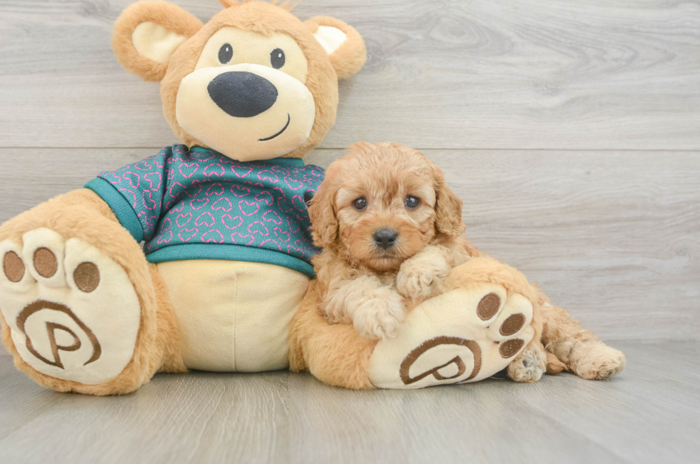 5 week old Cavapoo Puppy For Sale - Premier Pups