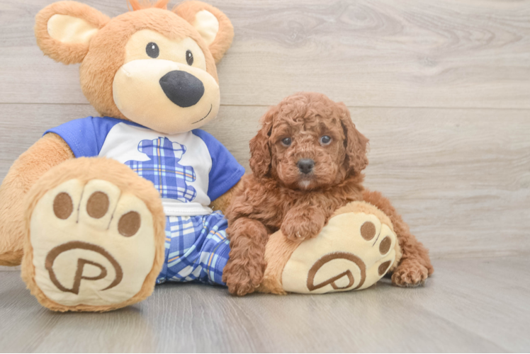 Cavapoo Pup Being Cute