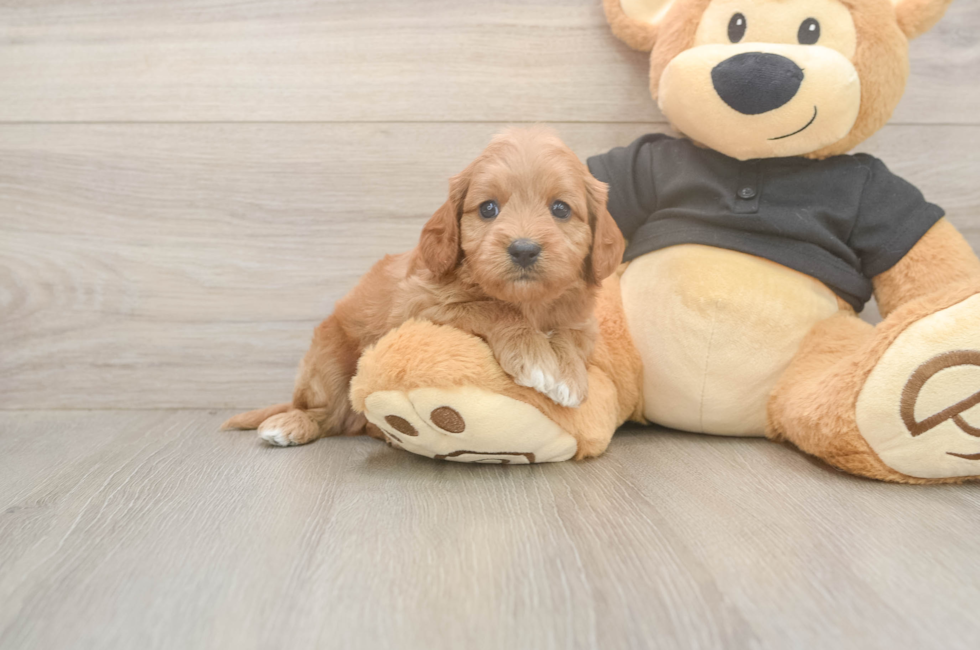 5 week old Cavapoo Puppy For Sale - Premier Pups