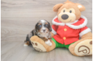 Cavapoo Puppy for Adoption