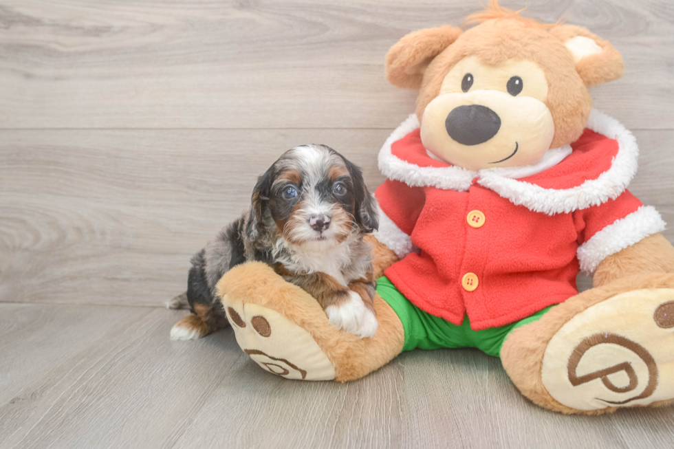 Cavapoo Puppy for Adoption