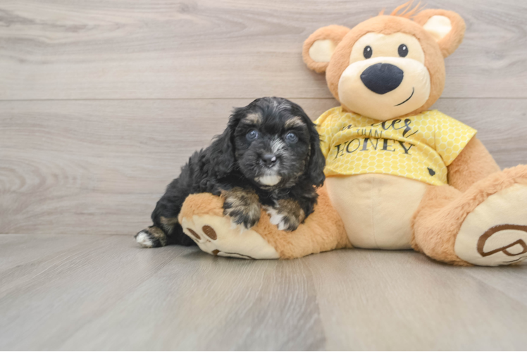 Cavapoo Pup Being Cute