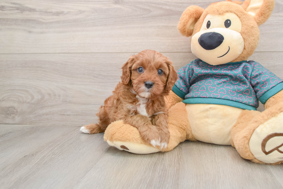 Cavapoo Puppy for Adoption