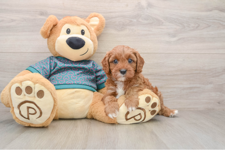 Best Cavapoo Baby