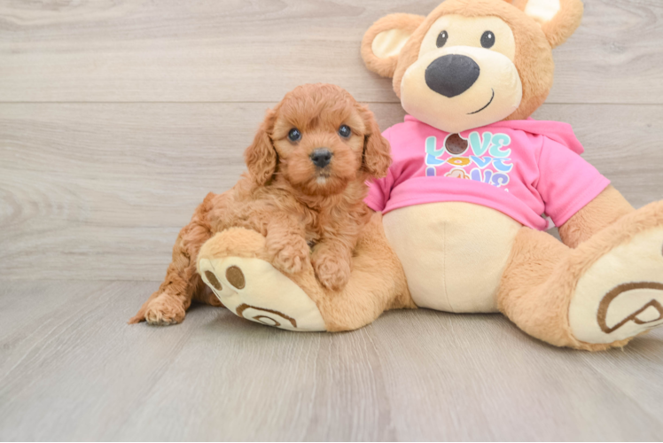 Happy Cavapoo Baby
