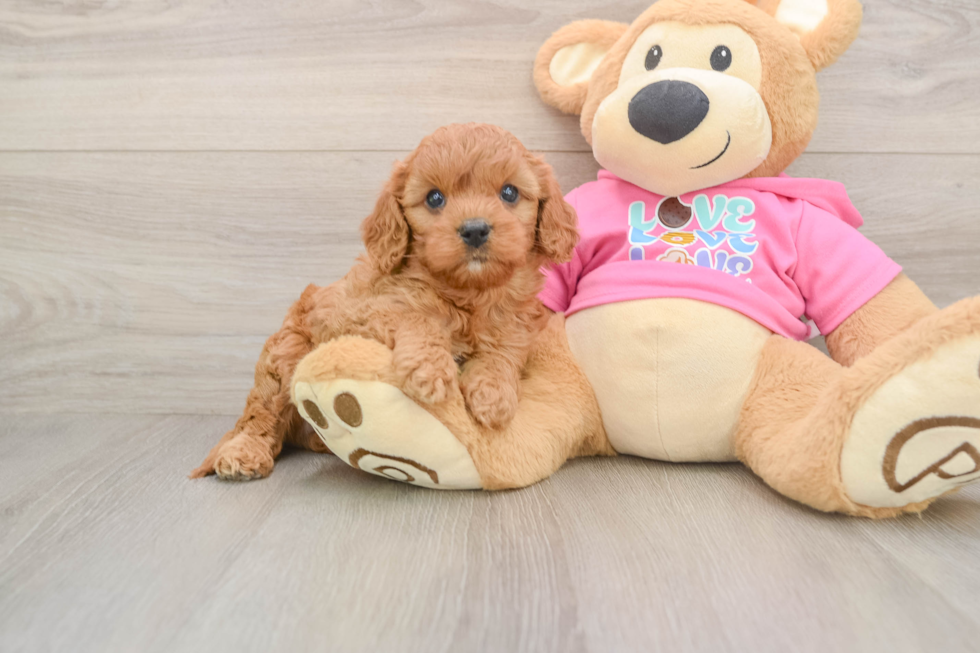 Happy Cavapoo Baby