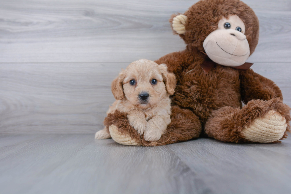 Smart Cavapoo Poodle Mix Pup