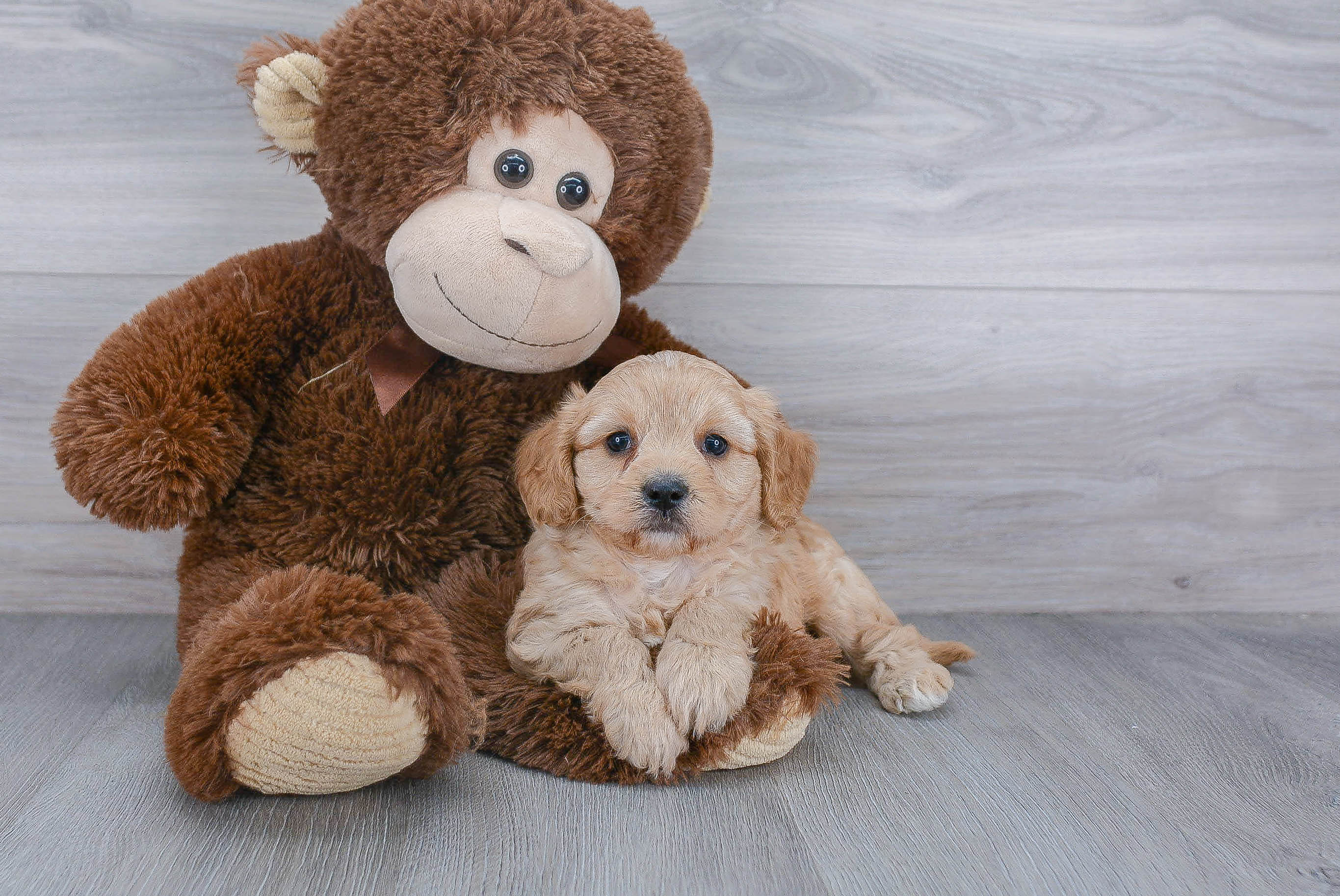 Cavapoo Puppy for Adoption