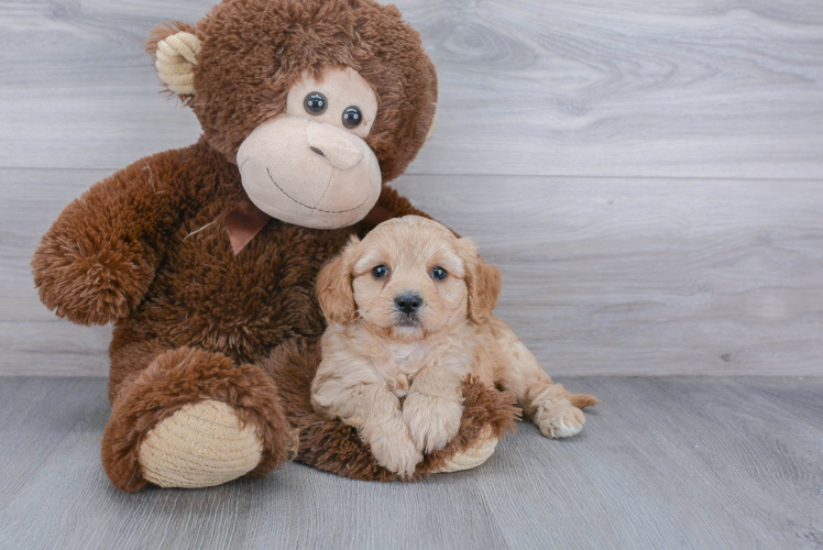 Cavapoo Puppy for Adoption