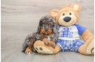 Cavapoo Pup Being Cute