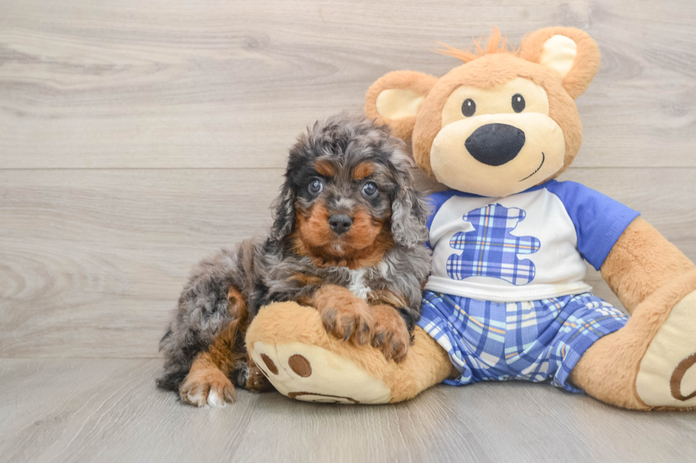 Cavapoo Pup Being Cute