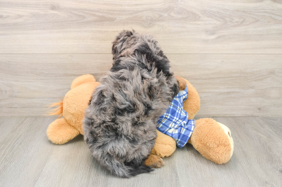 Playful Cavapoodle Poodle Mix Puppy
