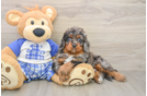 Cavapoo Puppy for Adoption