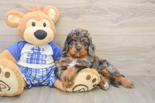 Cavapoo Puppy for Adoption