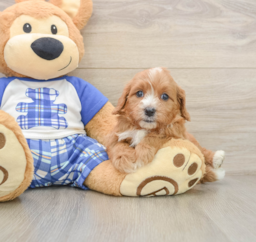 7 week old Cavapoo Puppy For Sale - Premier Pups