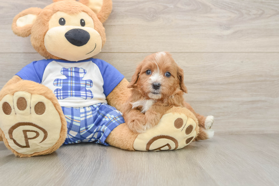 Cavapoo Puppy for Adoption