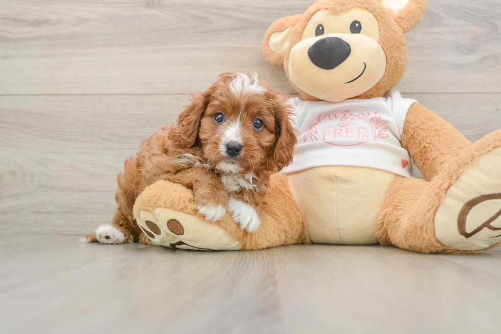 Playful Cavapoodle Poodle Mix Puppy