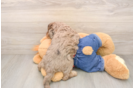 Smart Cavapoo Poodle Mix Pup