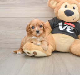 6 week old Cavapoo Puppy For Sale - Premier Pups