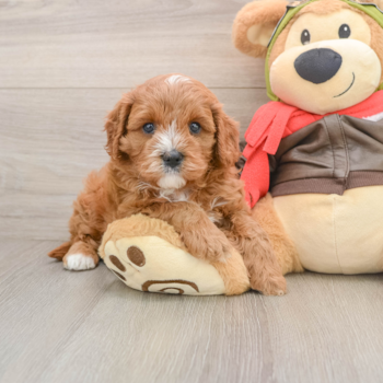 Cavapoo Puppy for Adoption