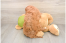 Adorable Cavalier King Charles Spaniel and Poodle Mix Poodle Mix Puppy