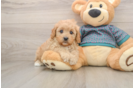 Best Cavapoo Baby