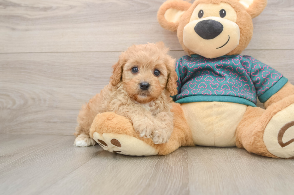 Best Cavapoo Baby