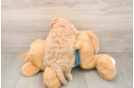 Cavapoo Puppy for Adoption