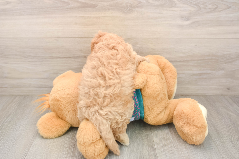 Cavapoo Puppy for Adoption