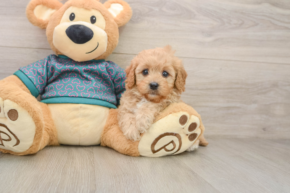 Cavapoo Pup Being Cute