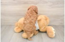 Popular Cavapoo Poodle Mix Pup