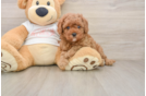 Cavapoo Puppy for Adoption
