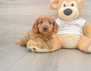8 week old Cavapoo Puppy For Sale - Premier Pups