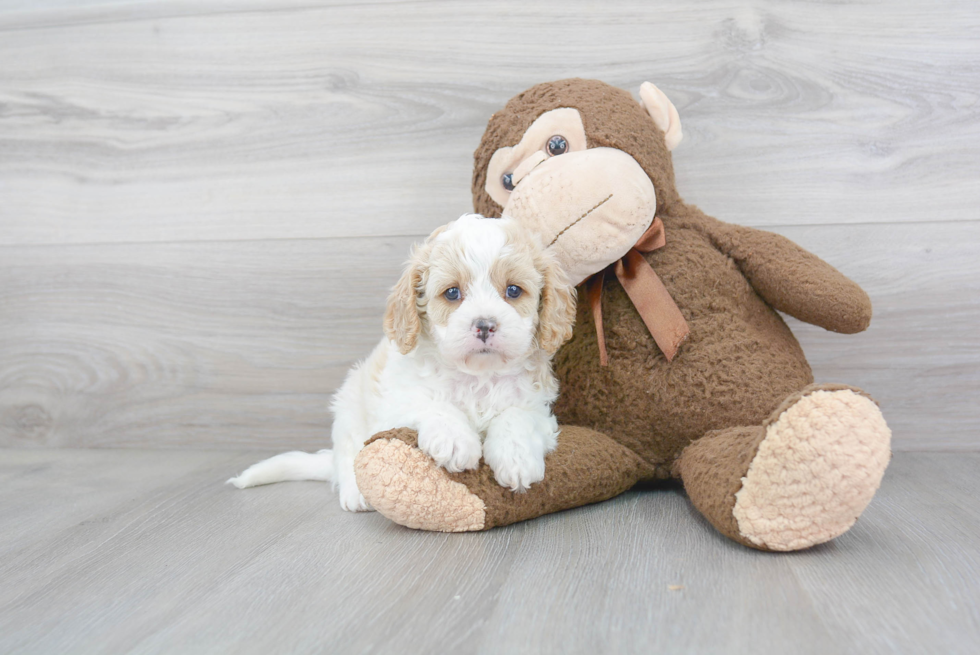 Smart Cavapoo Poodle Mix Pup