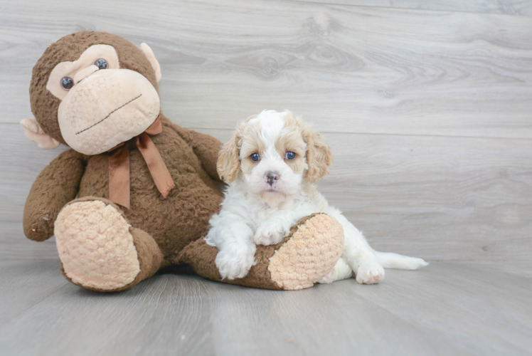 Cute Cavapoo Baby