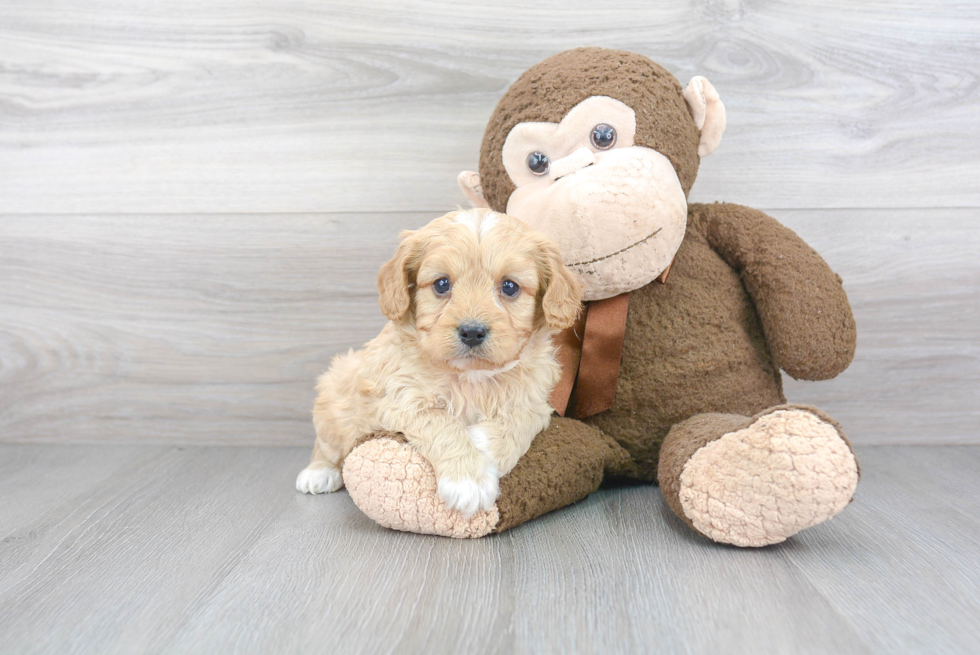 Funny Cavapoo Poodle Mix Pup