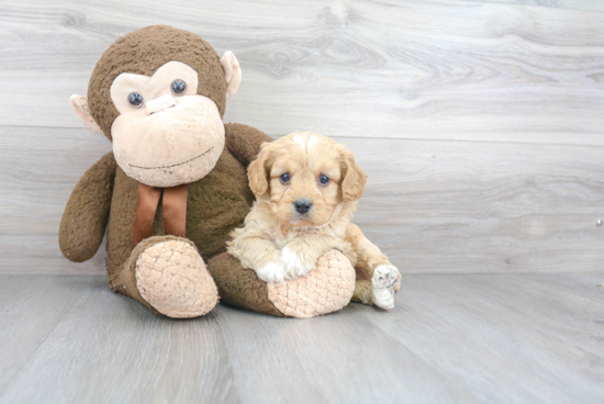 Smart Cavapoo Poodle Mix Pup