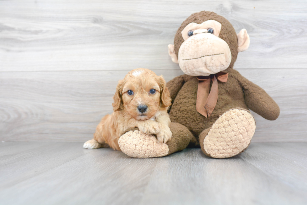 Friendly Cavapoo Baby