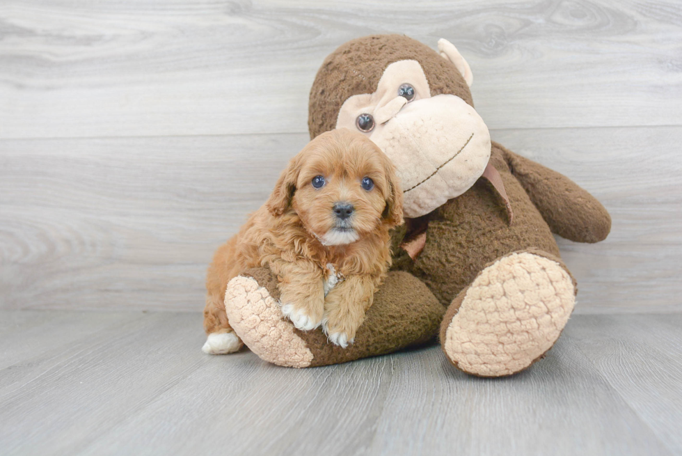 Hypoallergenic Cavoodle Poodle Mix Puppy