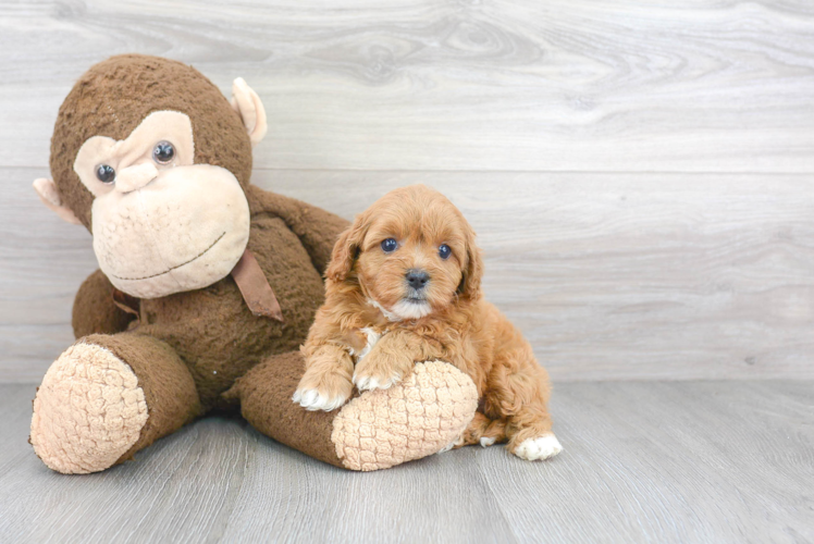 Small Cavapoo Baby