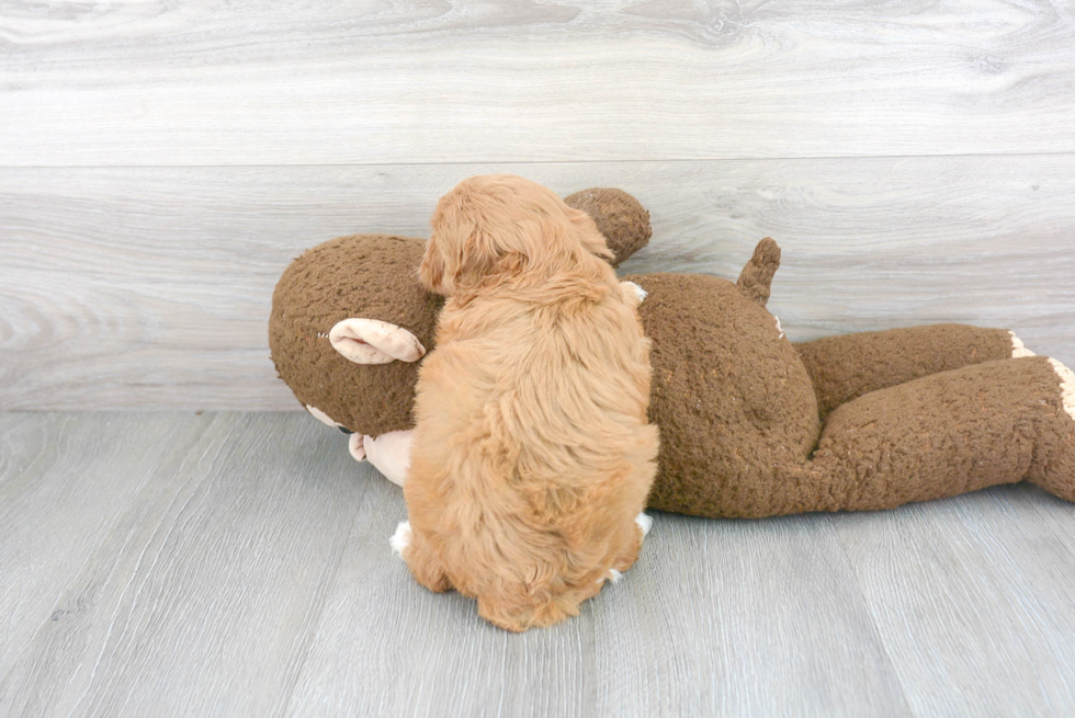 Hypoallergenic Cavoodle Poodle Mix Puppy