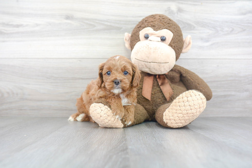 Fluffy Cavapoo Poodle Mix Pup