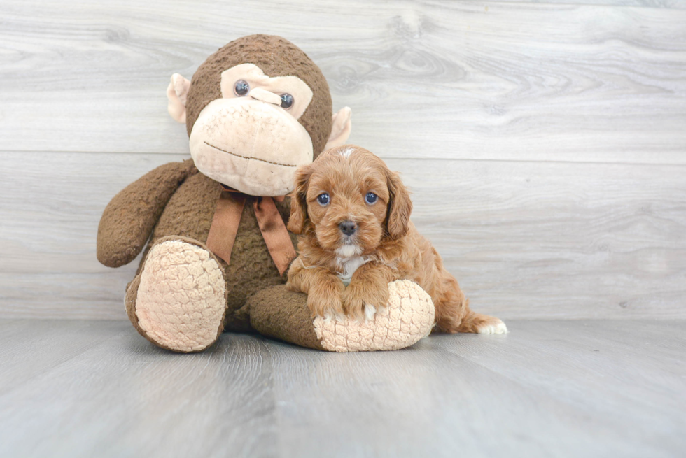 Funny Cavapoo Poodle Mix Pup