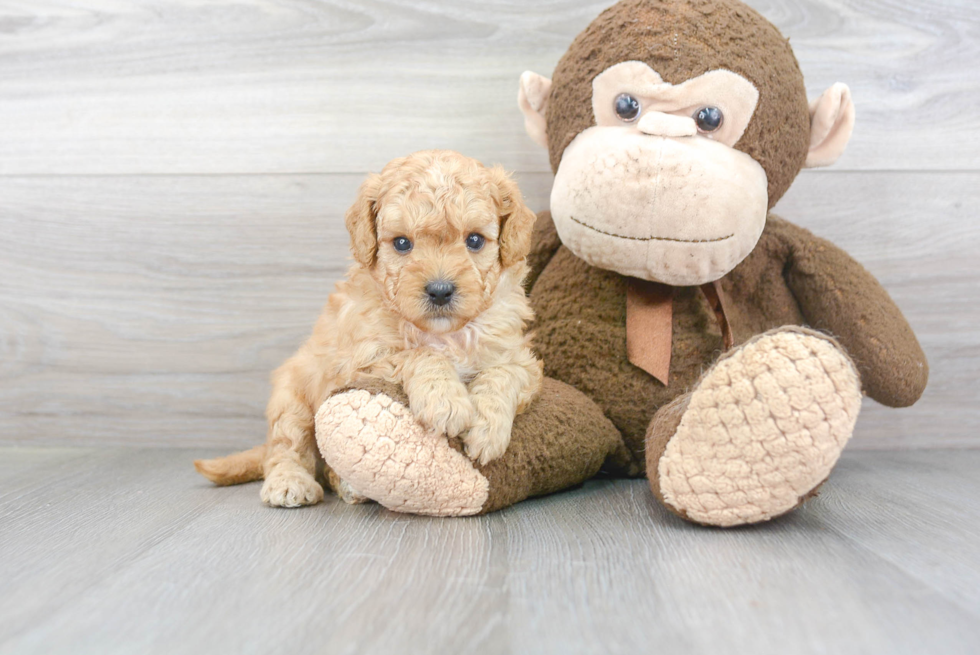 Funny Cavapoo Poodle Mix Pup